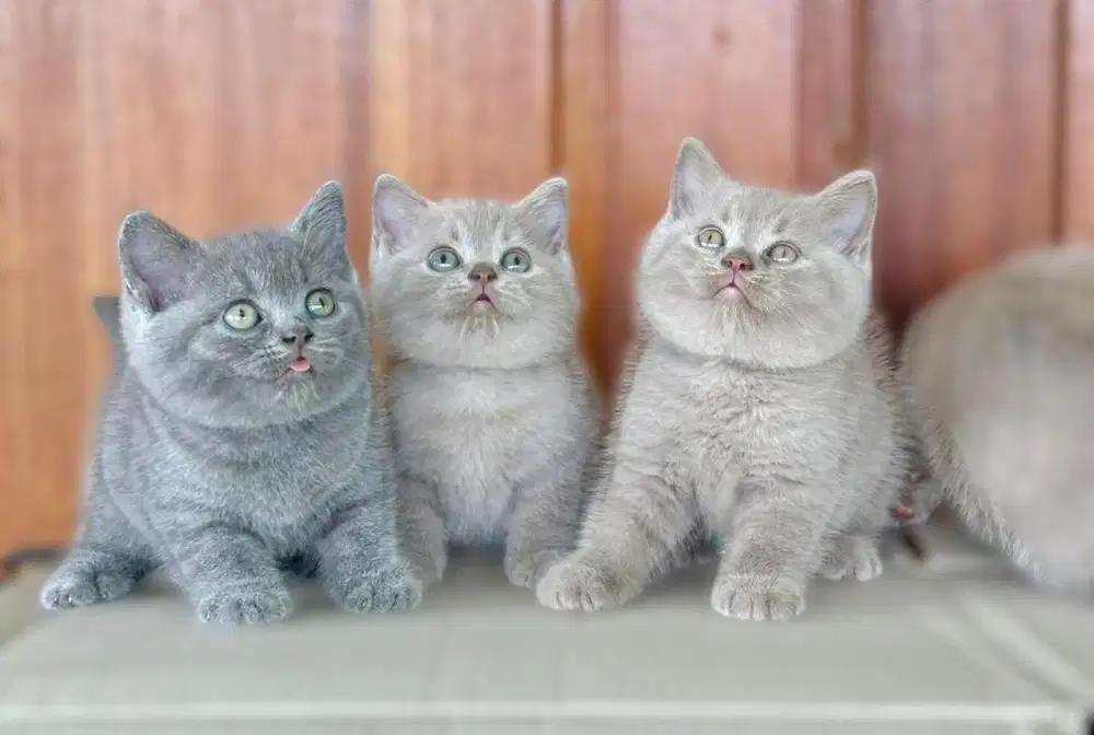 British shorthair lilac