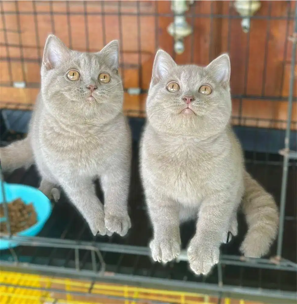 British shorthair warna lilac