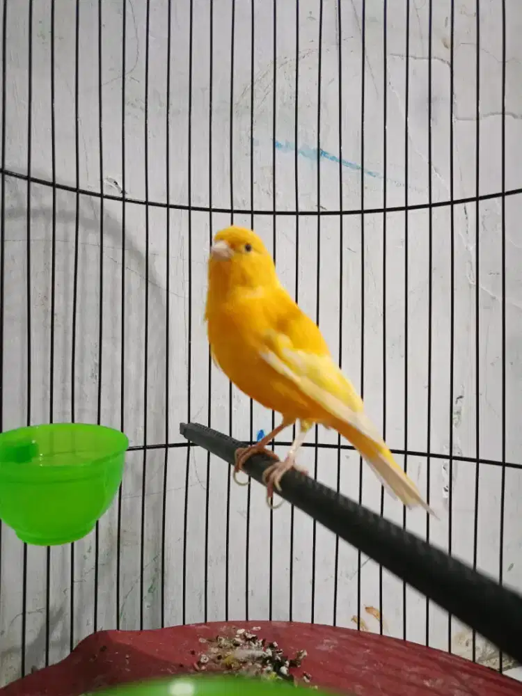 Kenari loper gacor isian Lb burja