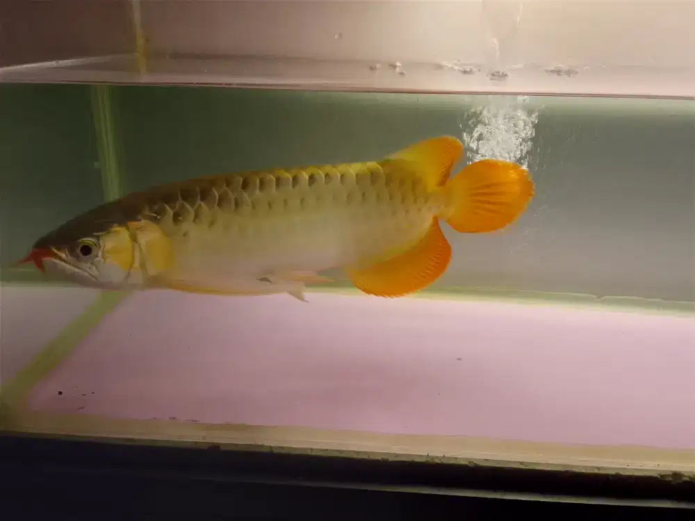 Arwana Super red 37cm