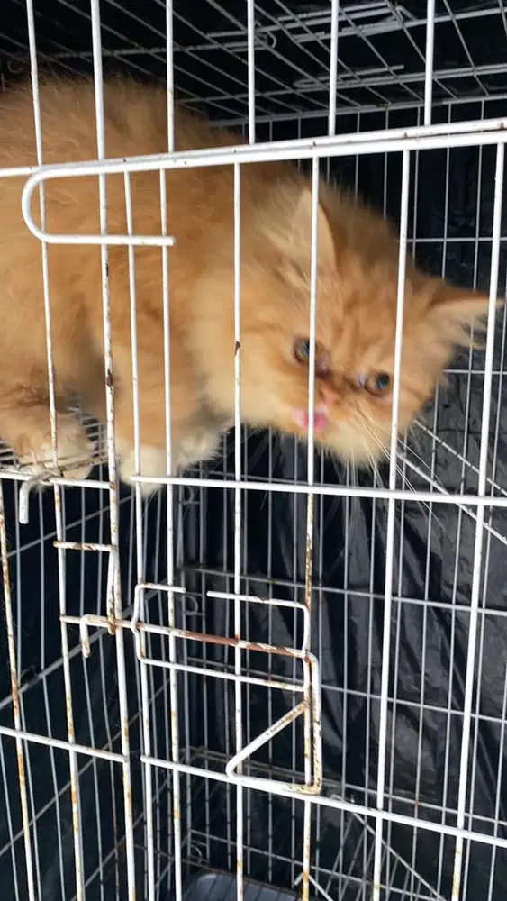 Perawan ting ting persia betina 1 tahun 1 bulan