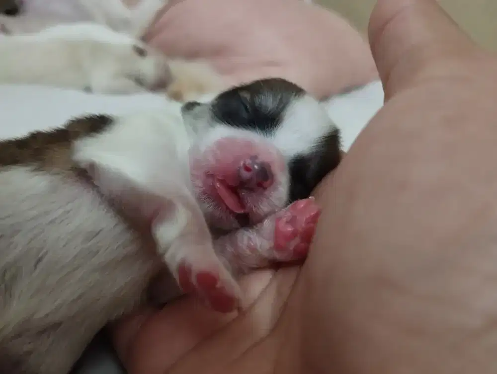 Anak Anjing Cihuahua Mixed Pomerian