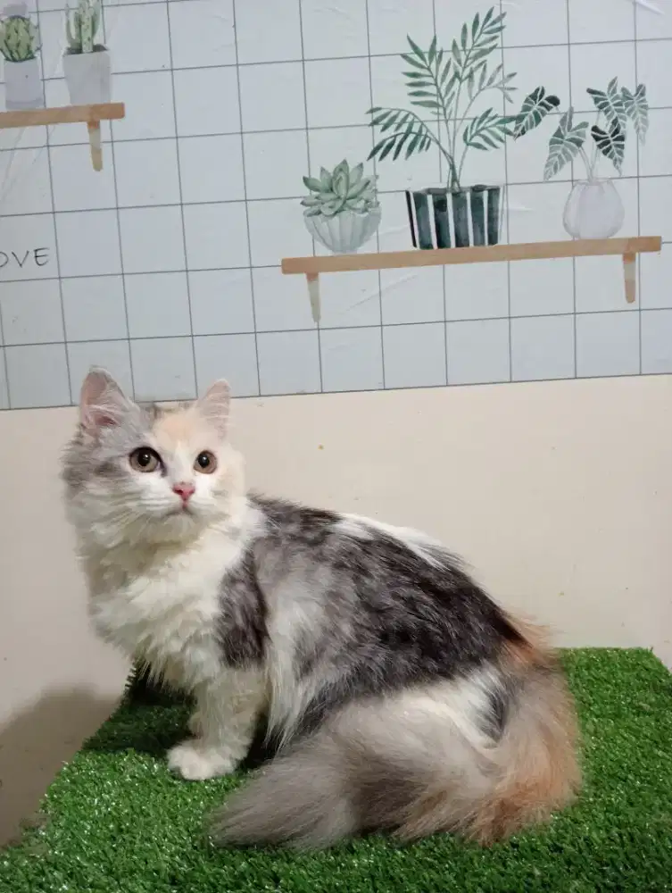 Kucing persia/Betina/4 bulan
