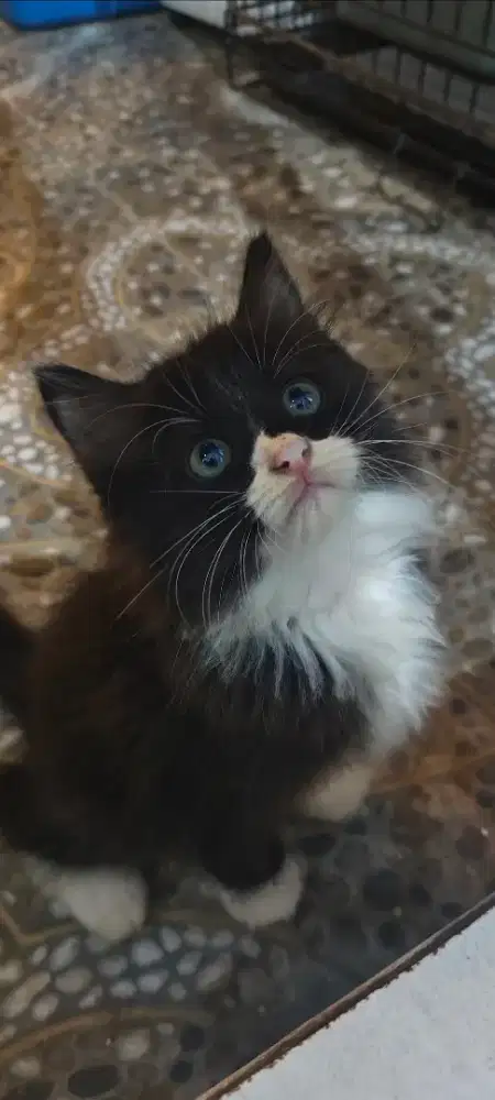 Persia Medium Jantan