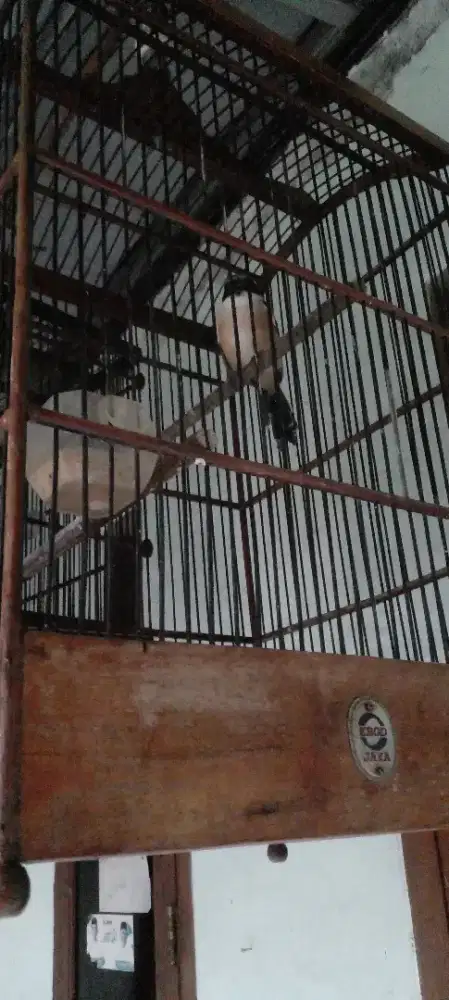 Di jual karna butuh buat nebus resep obat