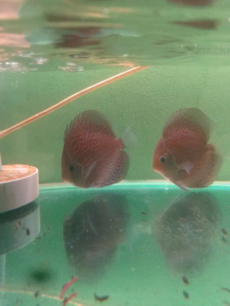 Ikan discus (Ring Leopard