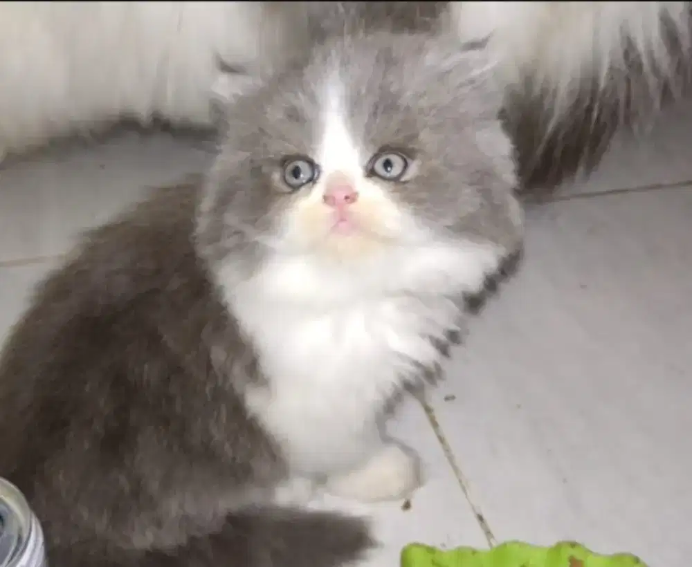 Kitten 3 Bulan Betina