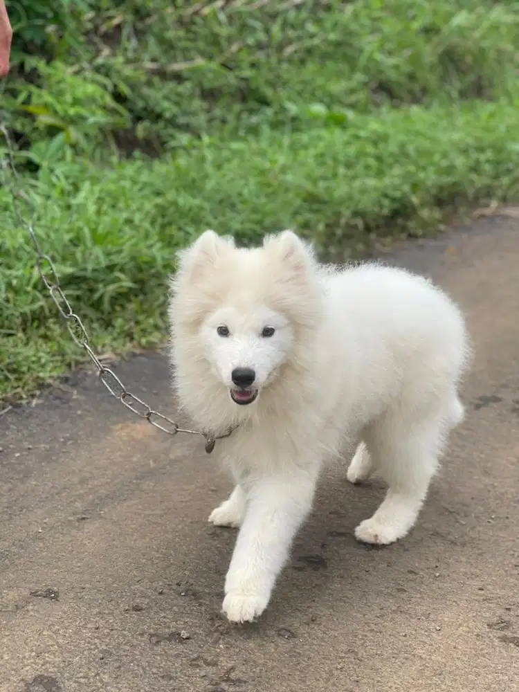 Samoyed jantan super cute