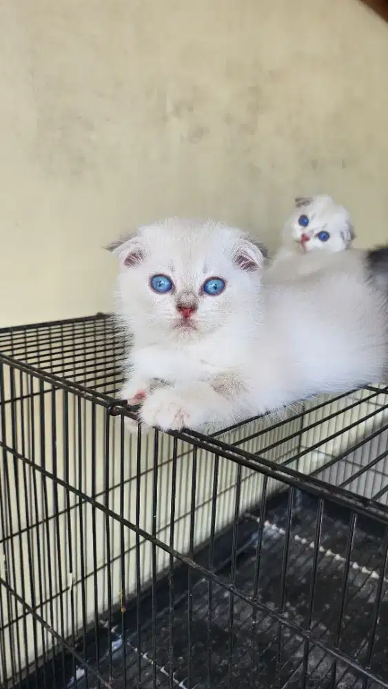 Kucing Scottish fold BSH betina