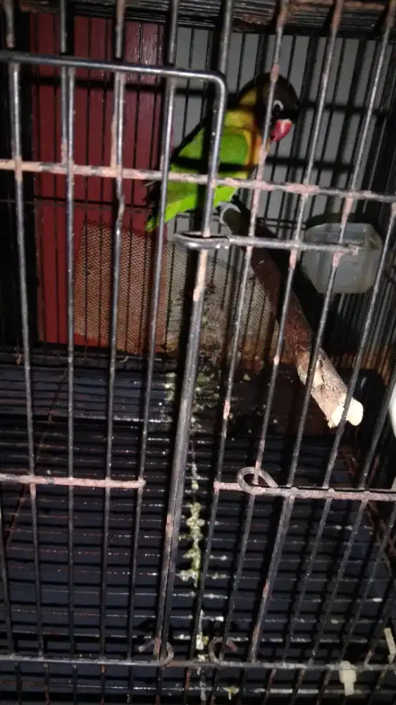 Jual 3 Burung Lovebird