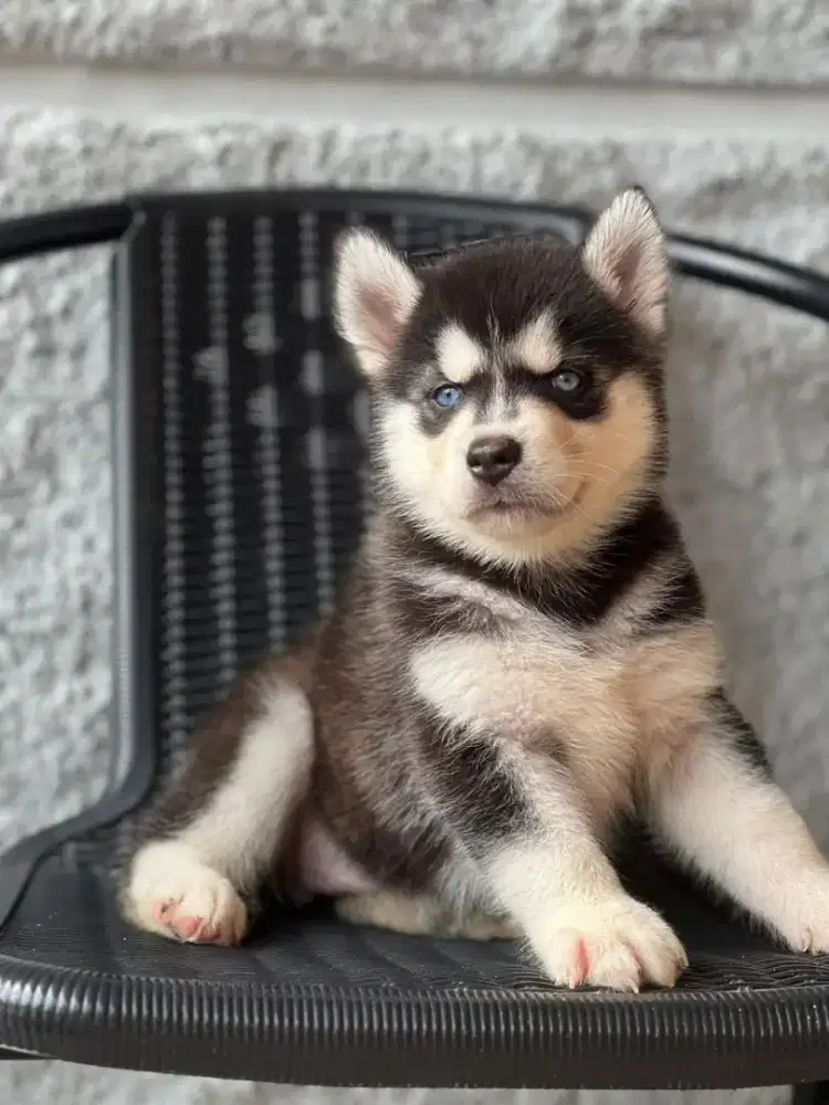 Siberian Husky Betina cantik mata biru
