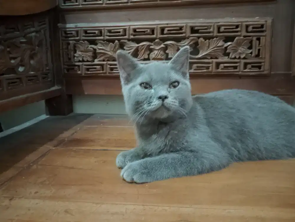 Kucing British short hair BSH kitten betina