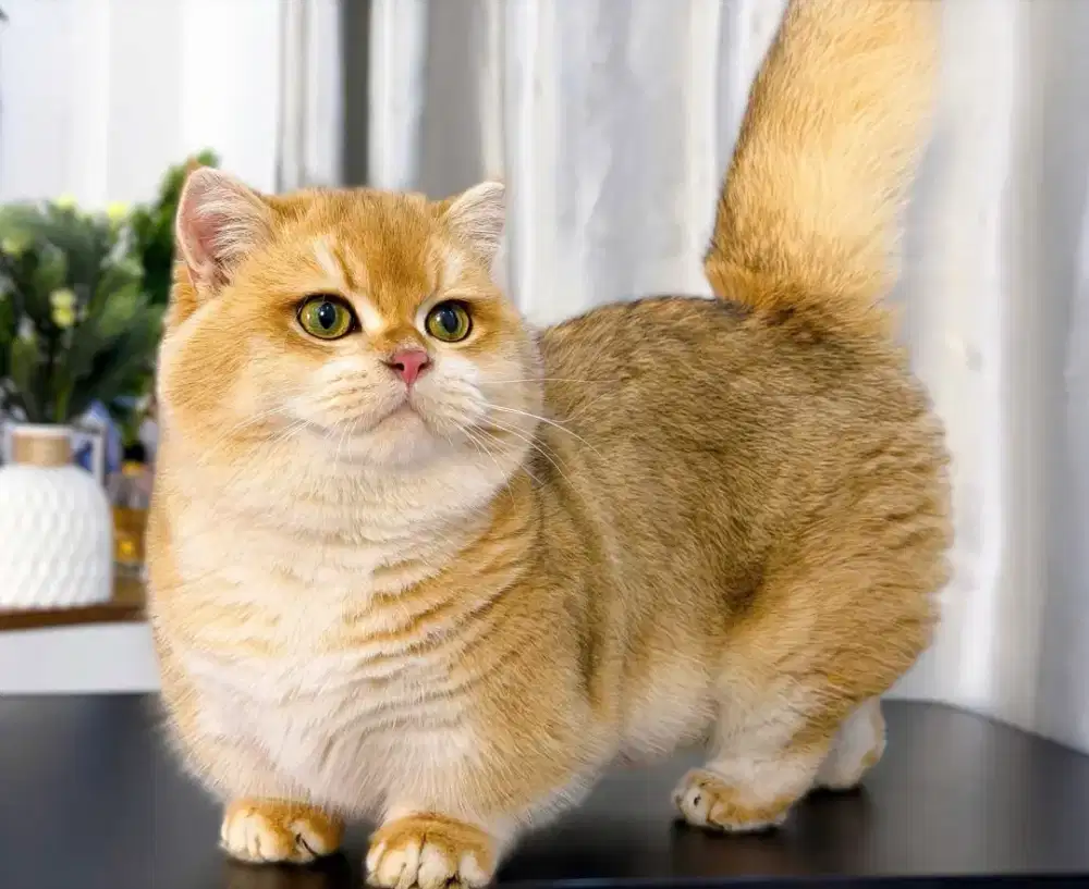 munchkin ny12 male terima pacak