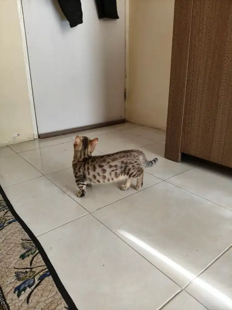 Munchkin b3ngal betina birahi