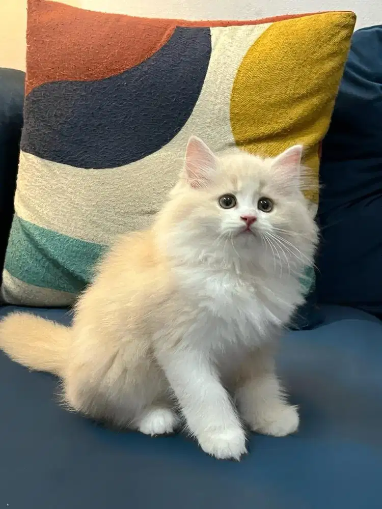 Norwegian betina 2,5bulan