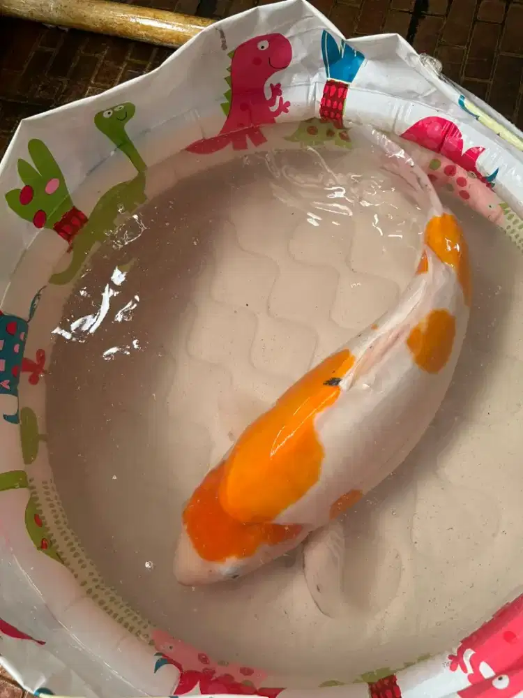 Ikan koi blitar &gt;60cm