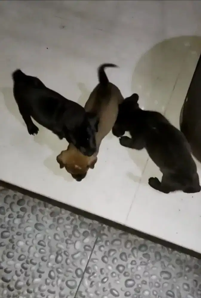 Open adopsi anak anjing