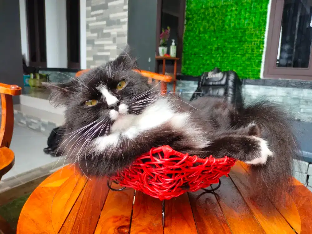 Adops kucing anggora kesayangan