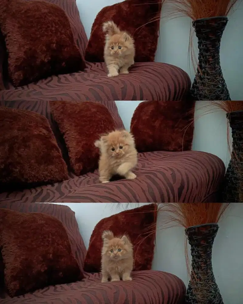 kucing persia kitten