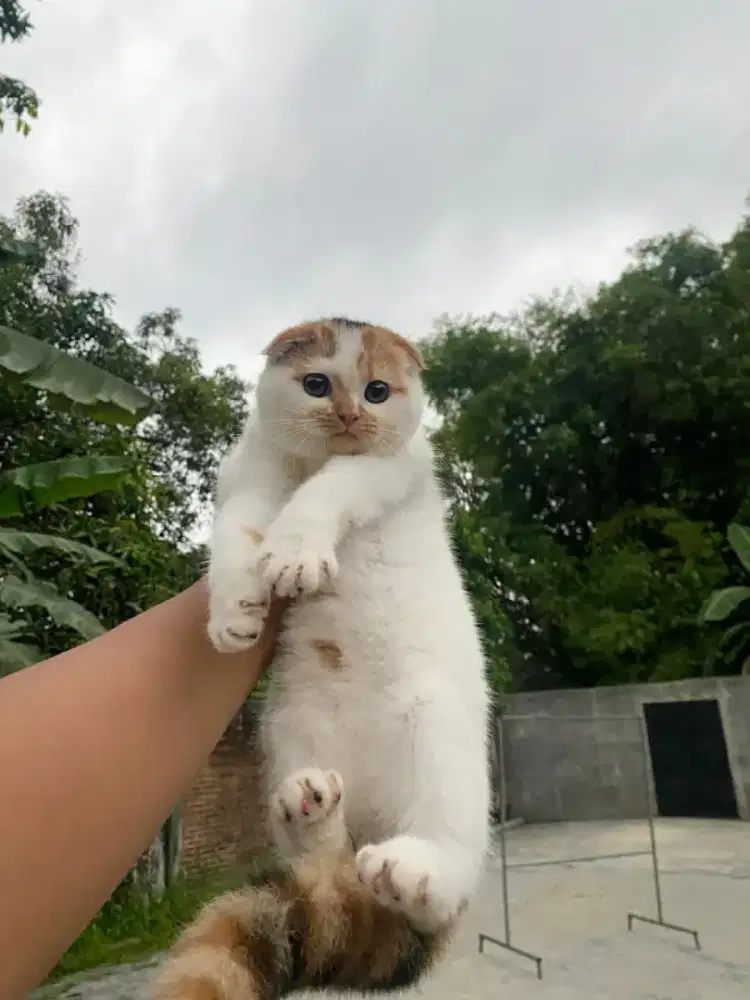 kucing scottish fold 3,5 bulan betina