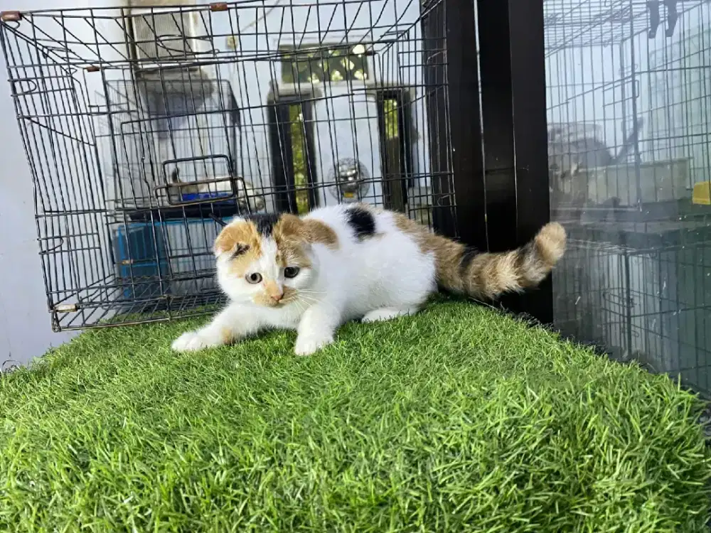 kucing scottish fold 3,5 bulan betina