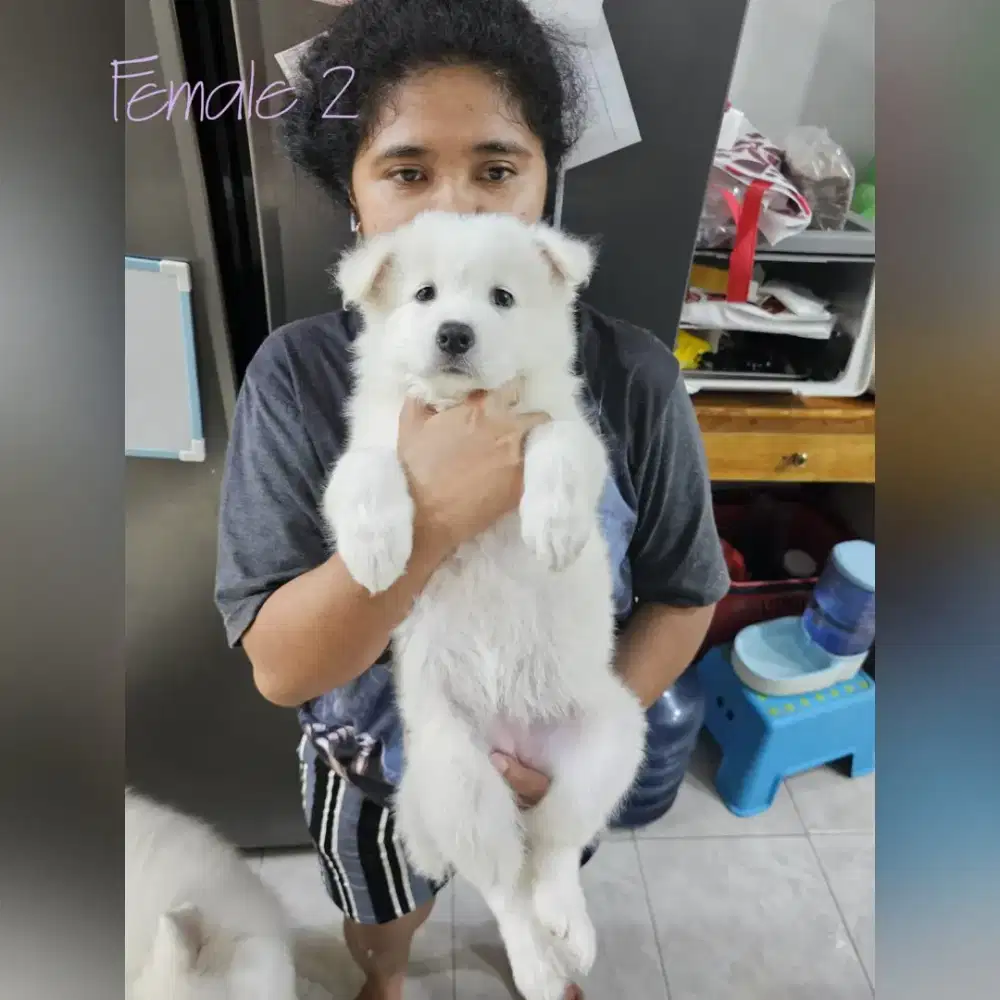 Dijual Anak Samoyed