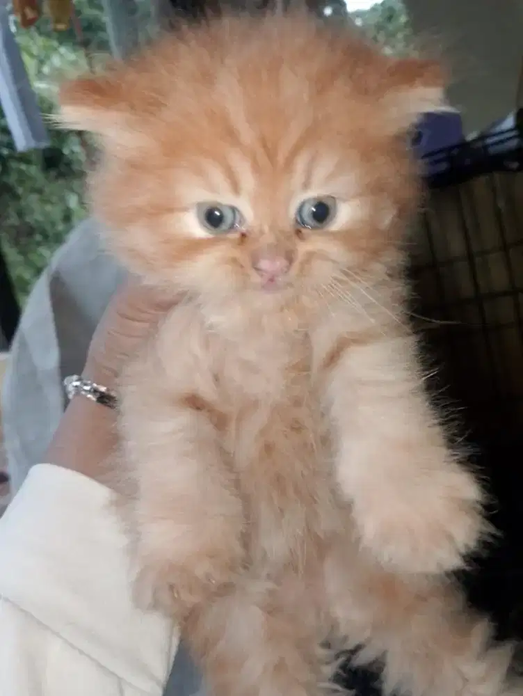 Kucing Persia kitten