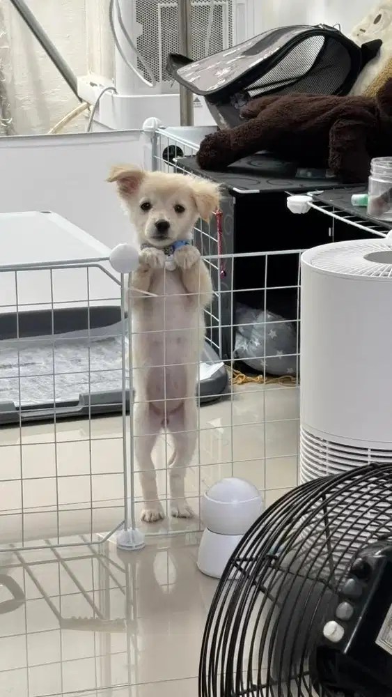 anak anjing mix tipe kecil  betina 4 bulan Bandung KBP Padalarang