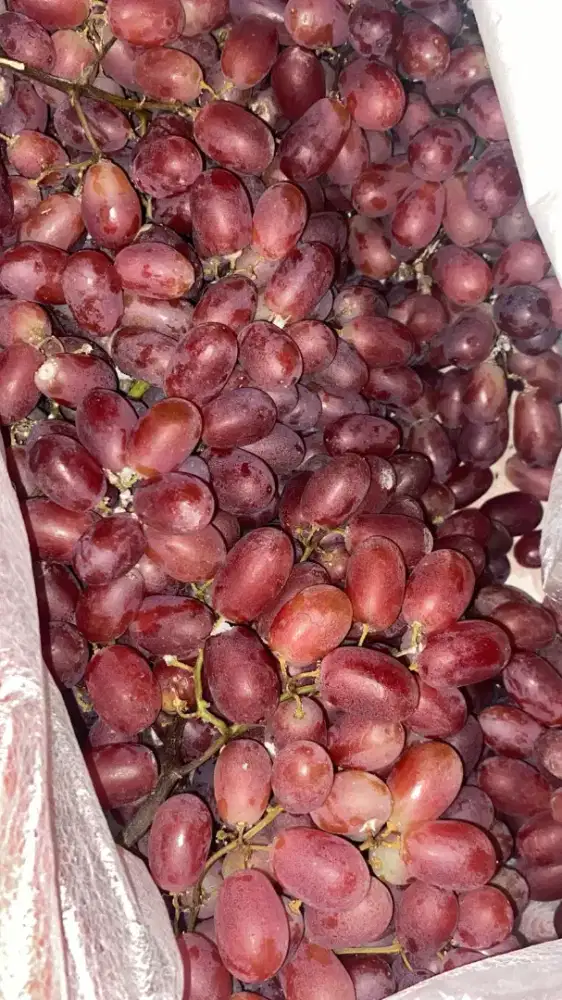 Ready stock buah import