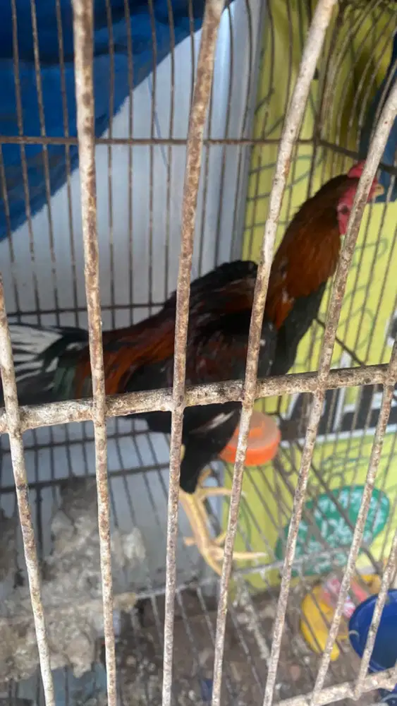 Anak ayam pakhoy