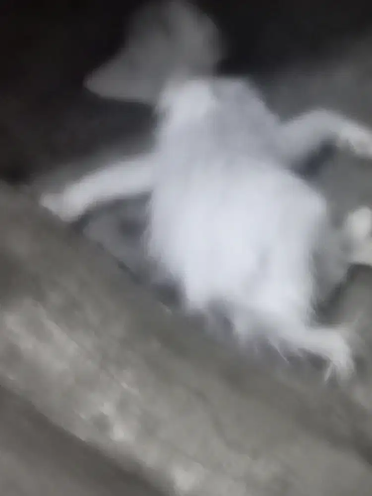 Kali ada kerja apa aja yg penting kerja