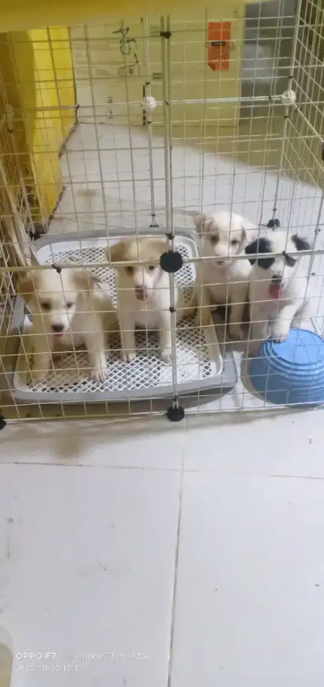 Jual anjing dewasa dan puppy