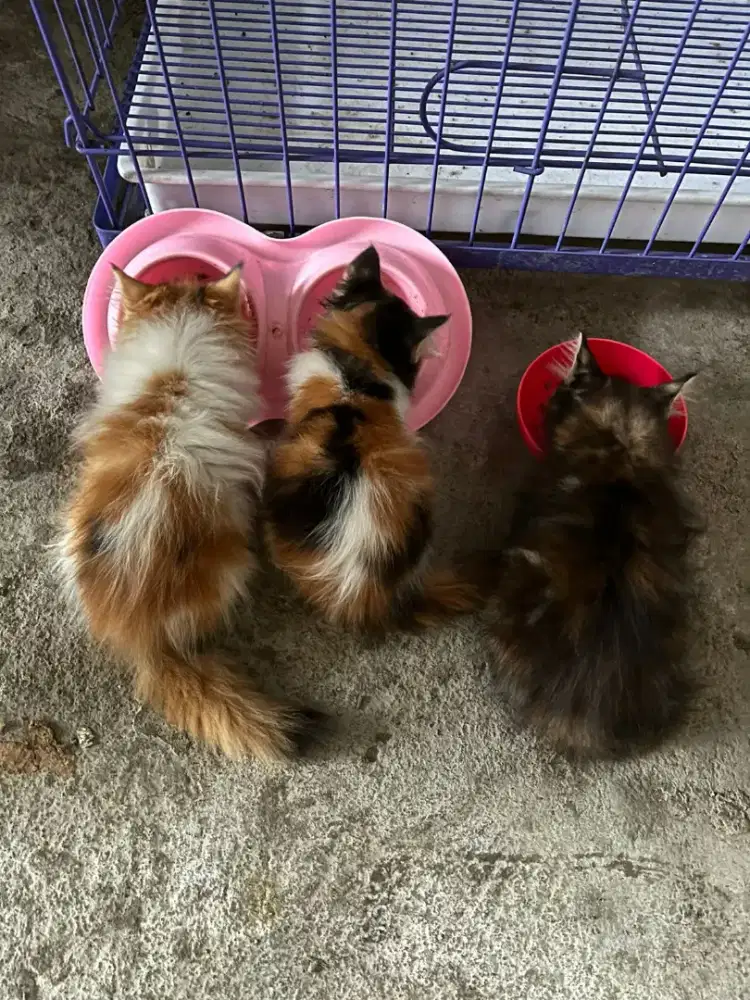 Anakan Kucing Persia Ganti Pakan Saja Murah