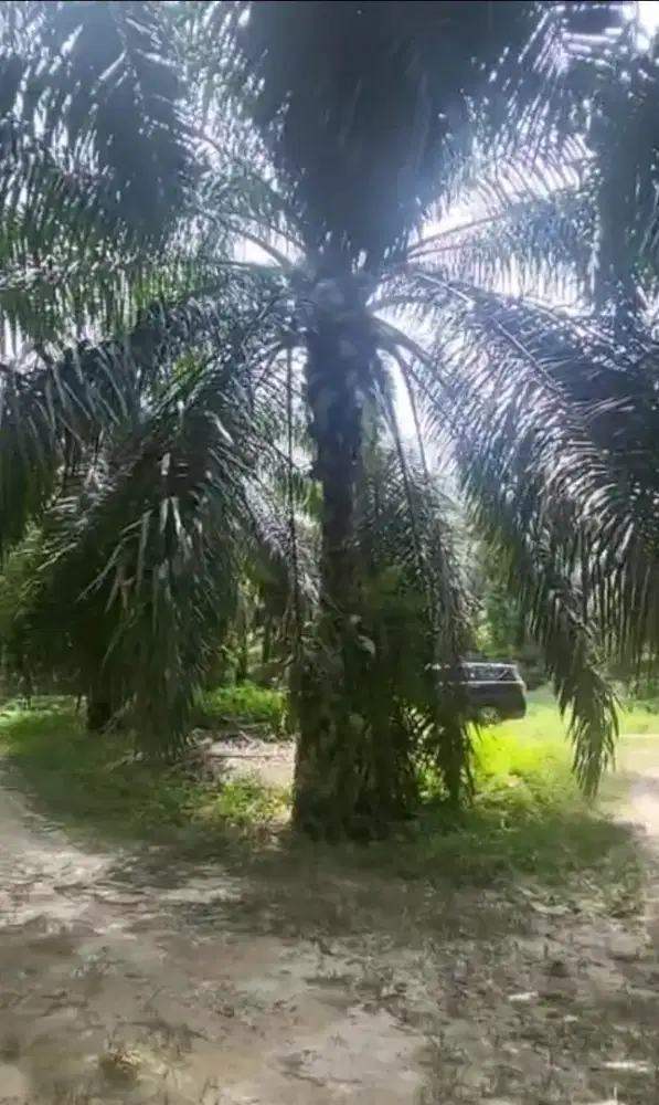 KEBUN SAWIT dikelola KUD
