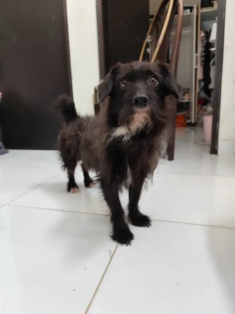 Anjing mix corgi dan pudel, jantan 1 tahun