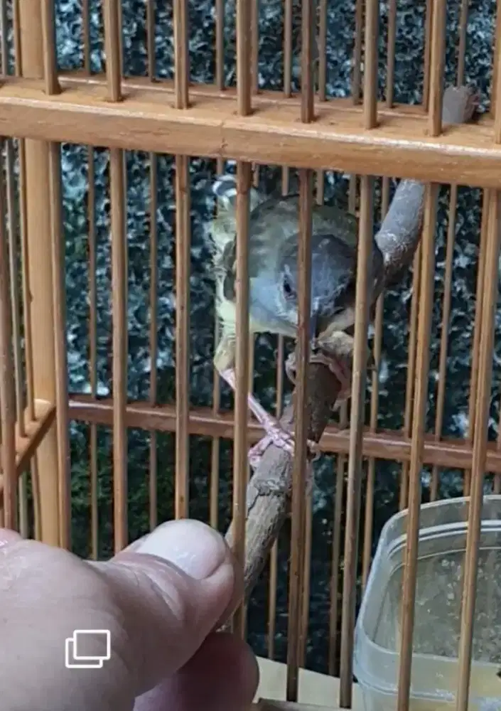 Ciblek semi jantan setwngah jadi