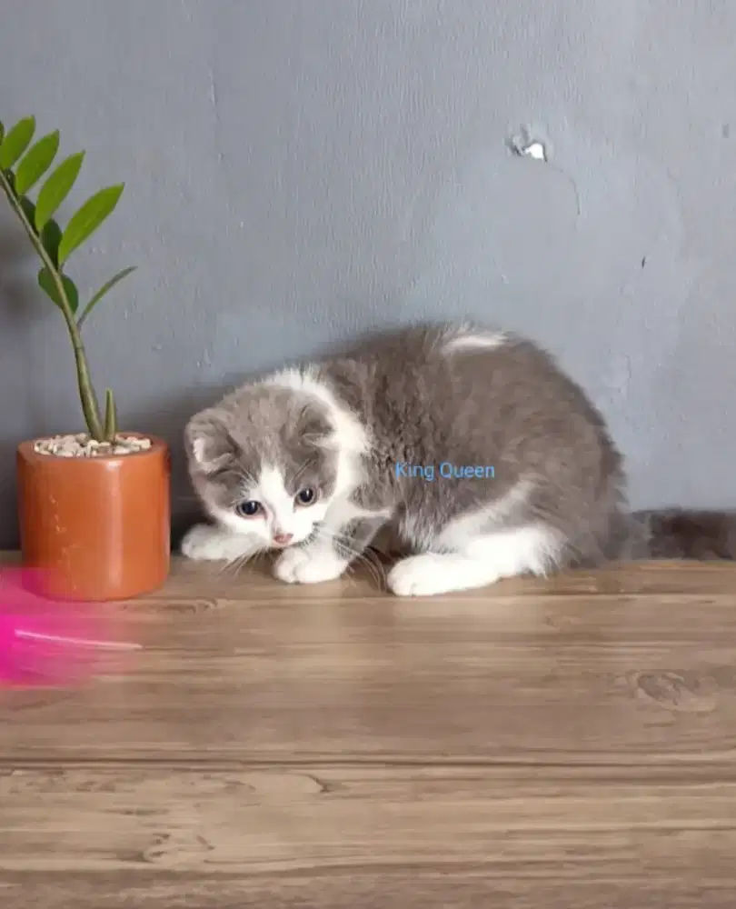 Kucing Scottish Fold Blue Bicolor Jantan 4 bulan Parent Pedigree