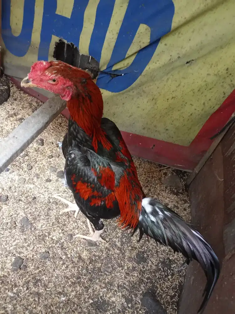 Jual ayam Bangkok / ayam jenis