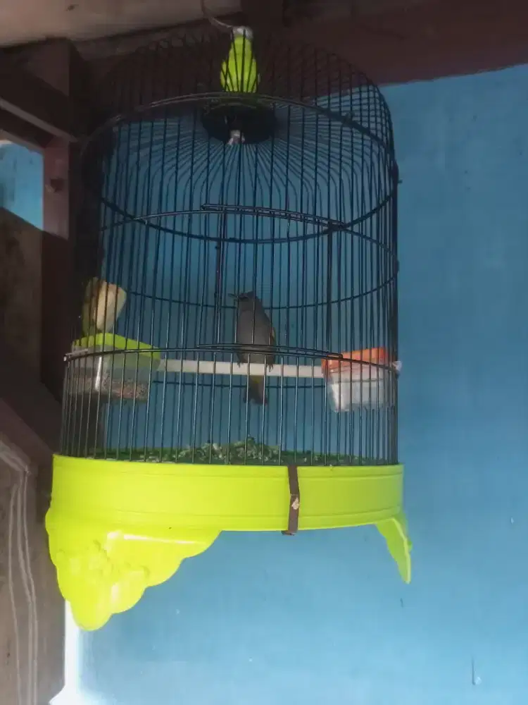 Burung kutilang Abu-abu (BURJA)