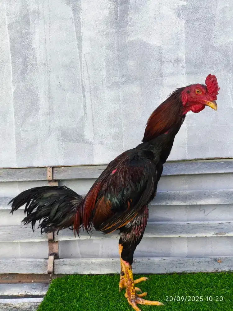 JUAL AYAM PAMA KUDA LARI