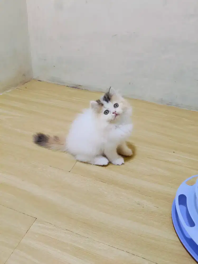 Kitten Persia  Calico