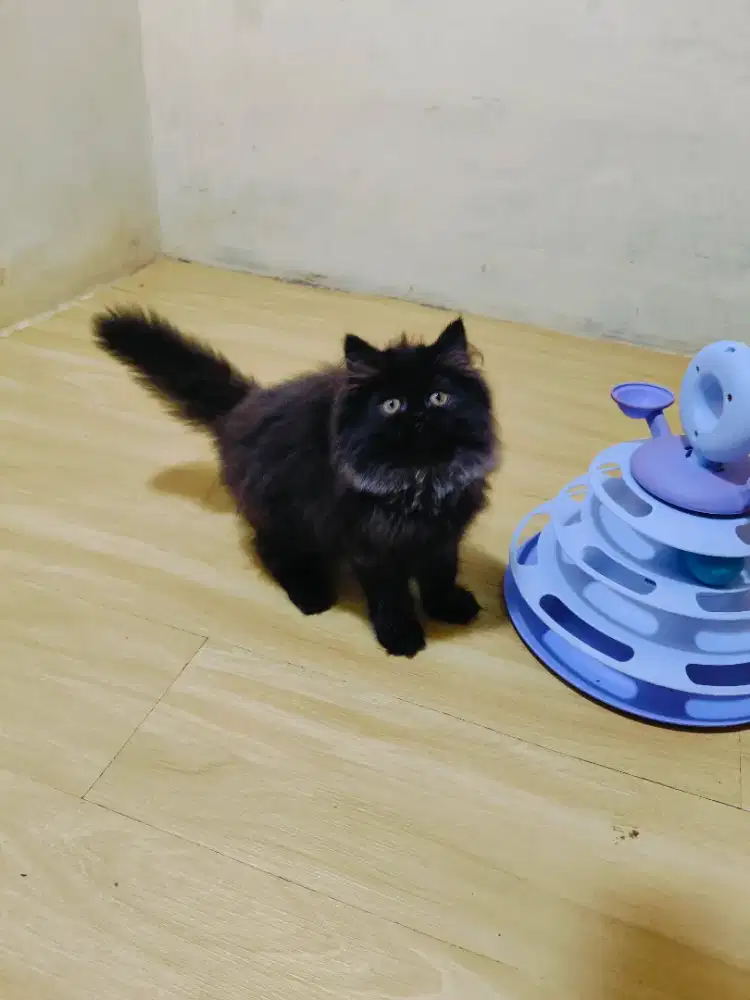 Kitten Persia black