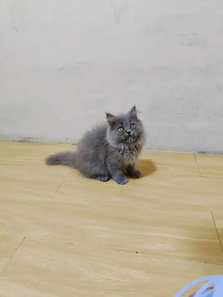 Kitten Persia abu