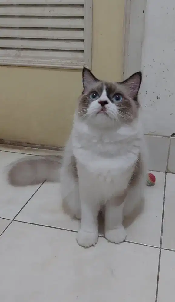 Kucing ragdoll mata biru bicolor simetris