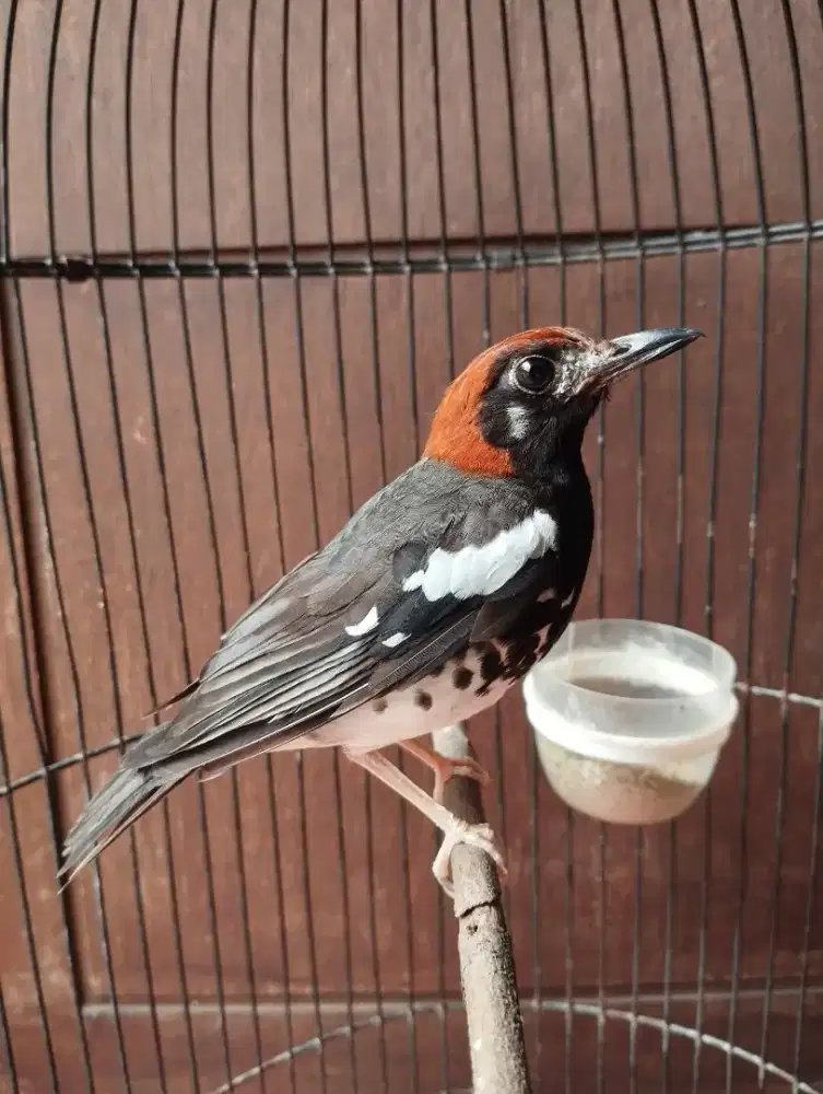 Anisss kembang muluss