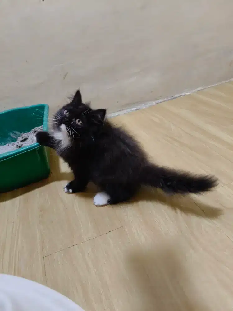 Kitten Persia hitam putih