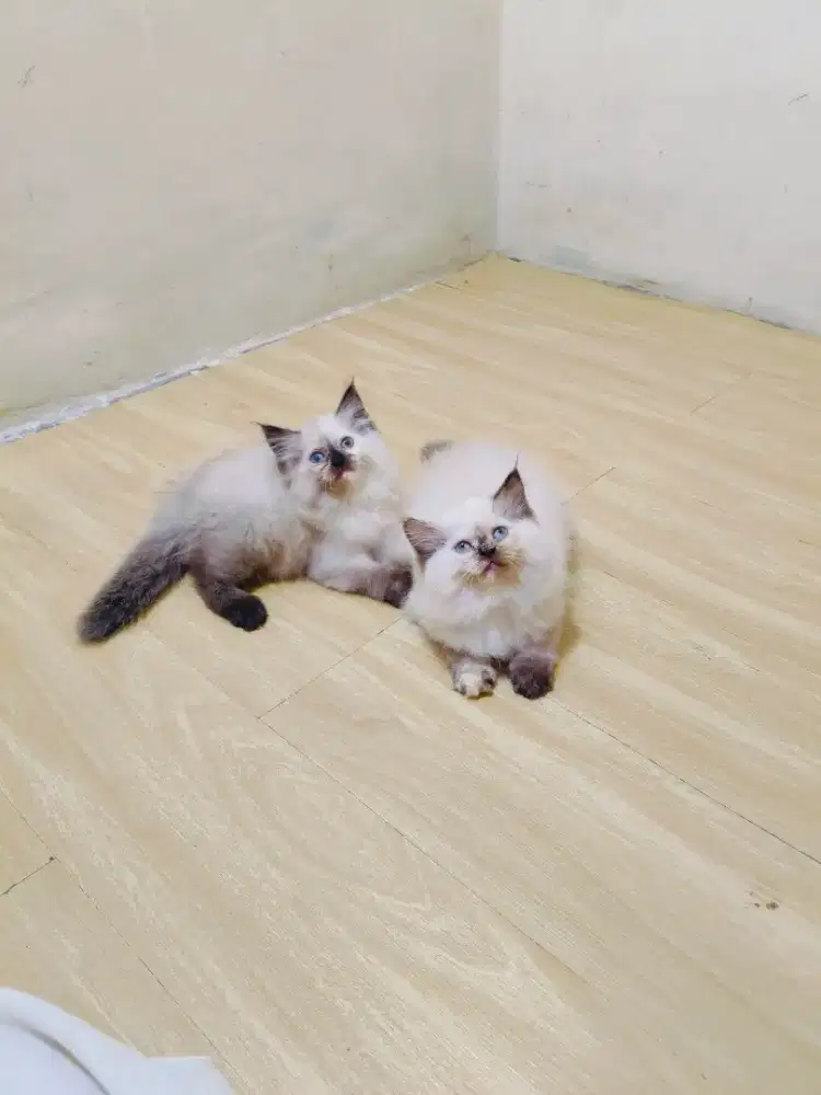 Kitten Himalaya