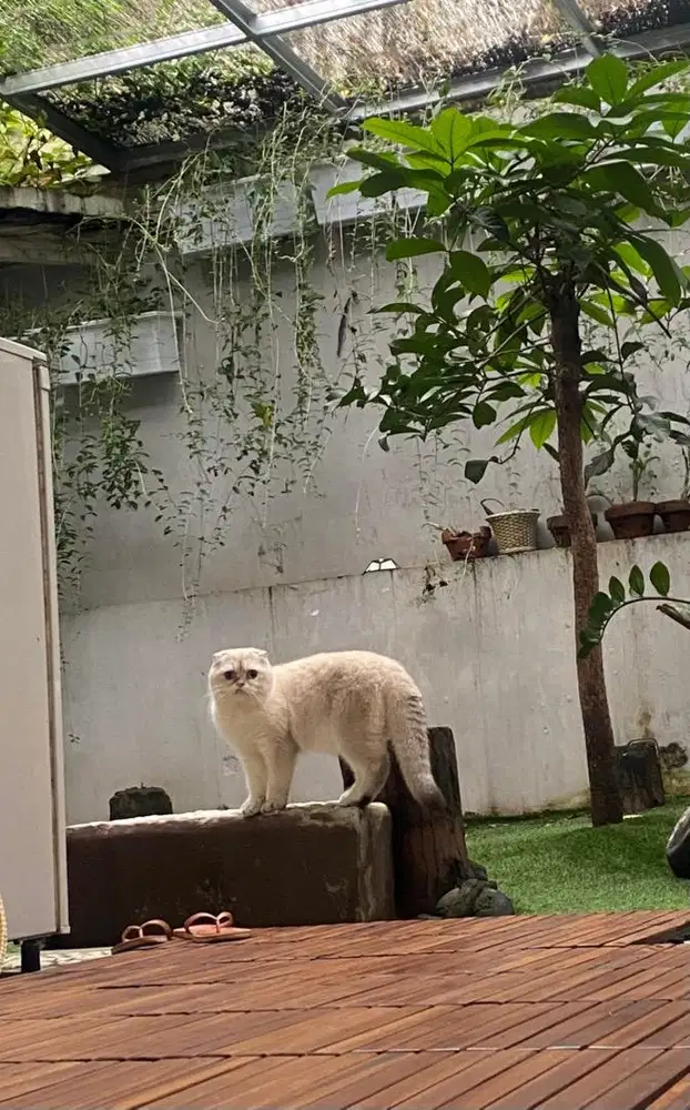 Scottish fold bsh pacak/kawin
