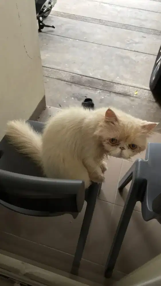 Kucing peaknose jantan