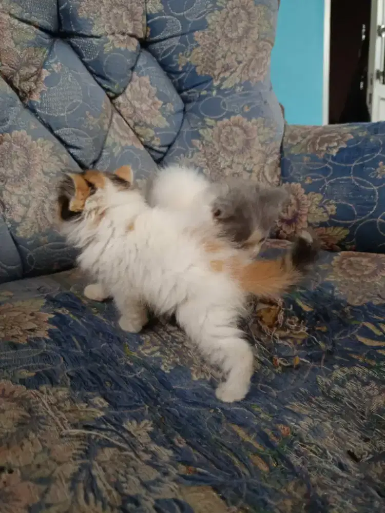 Kucing persia flatnose scottish bsh munchkin ragdol mainecoon peaknose